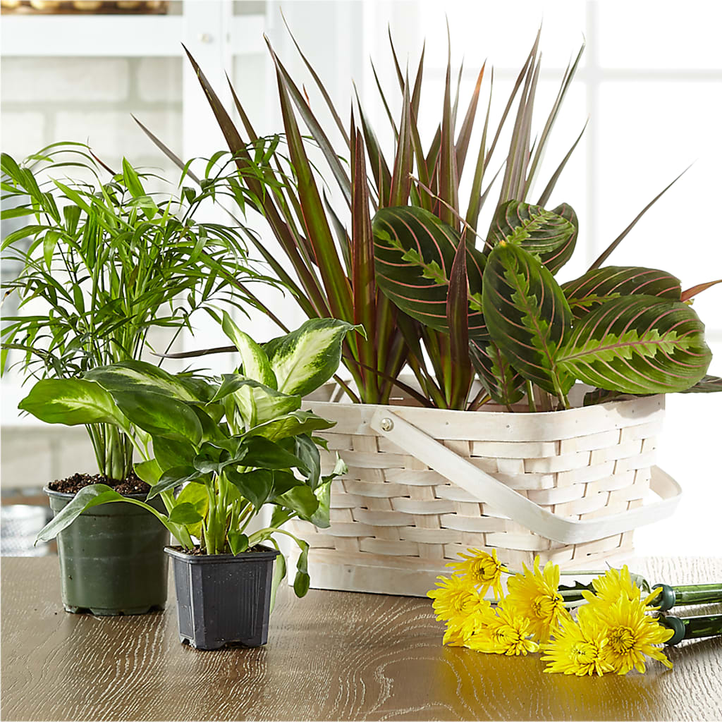 Florist Designed Blooming and Green Plants in a Basket – Luxe Arrangements, Agawam MA