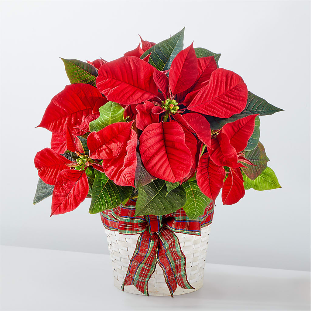 Happiest Holidays Poinsettia – Luxe Arrangements, Agawam MA
