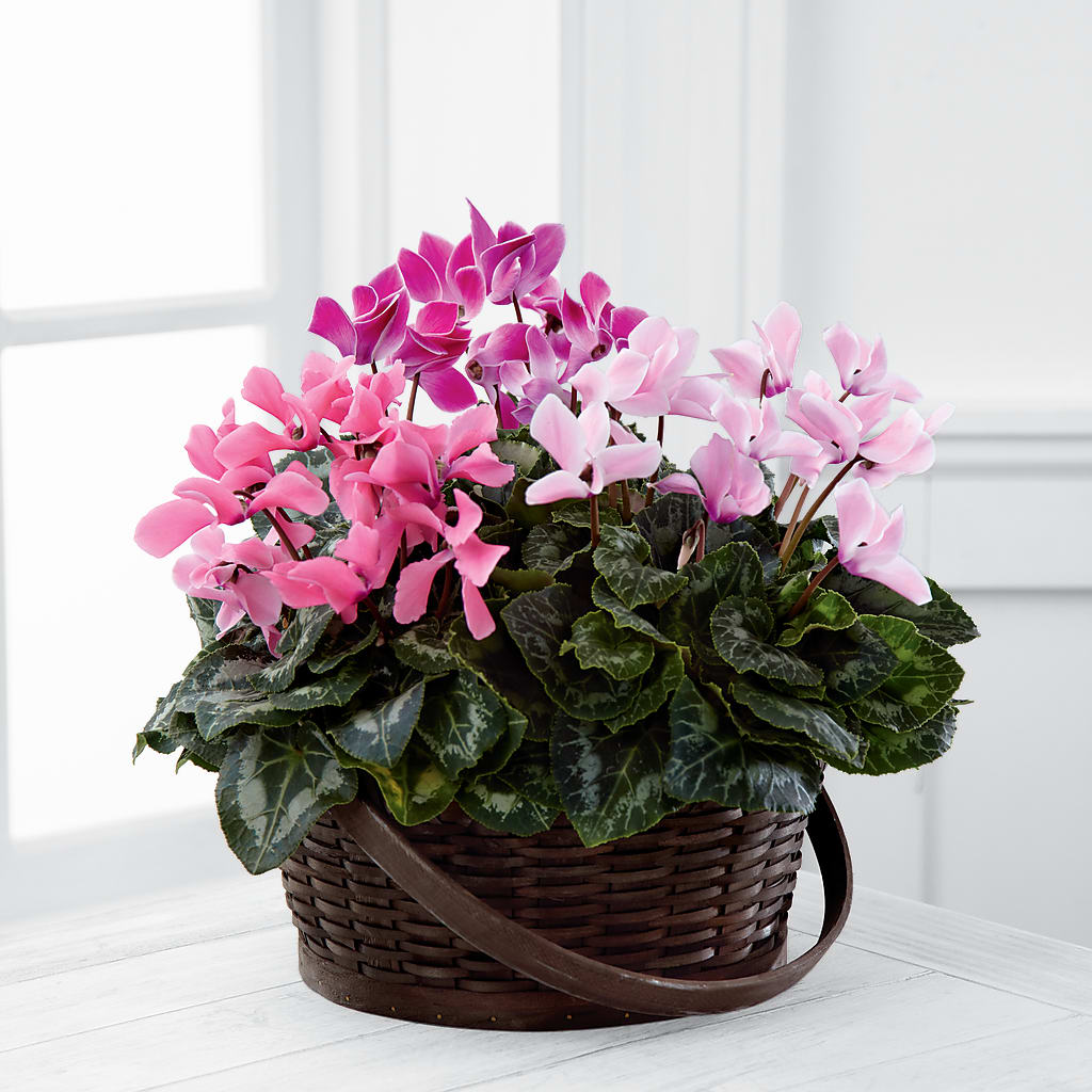 Mixed Cyclamen Planter – Luxe Arrangements, Agawam MA