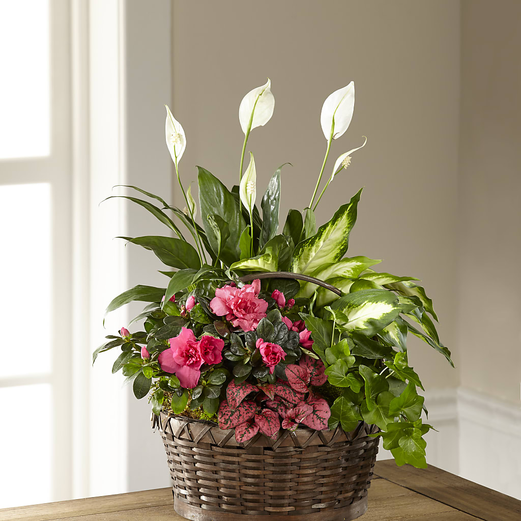 Dream in Pink Dishgarden – Luxe Arrangements, Agawam MA