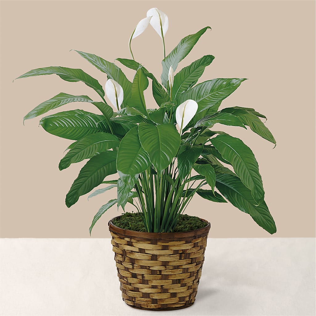 Tranquil Moments Peace Lily Plant – Luxe Arrangements, Agawam MA