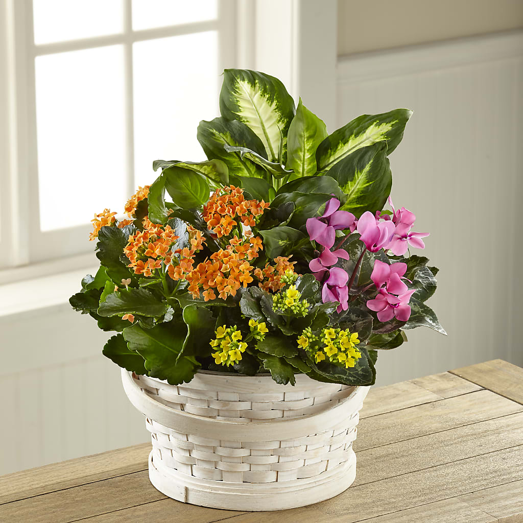 Color Crush Dishgarden – Luxe Arrangements, Agawam MA