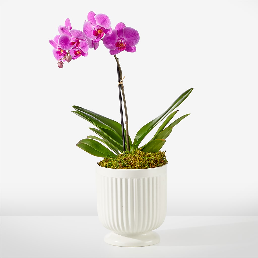 Friendly Fuchsia Orchid – Luxe Arrangements, Agawam MA