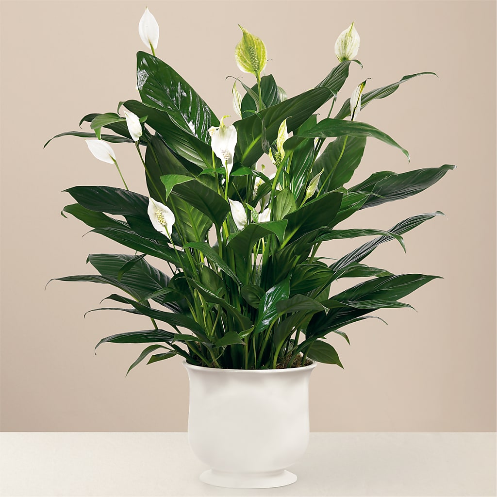 Comfort Planter – Luxe Arrangements, Agawam MA