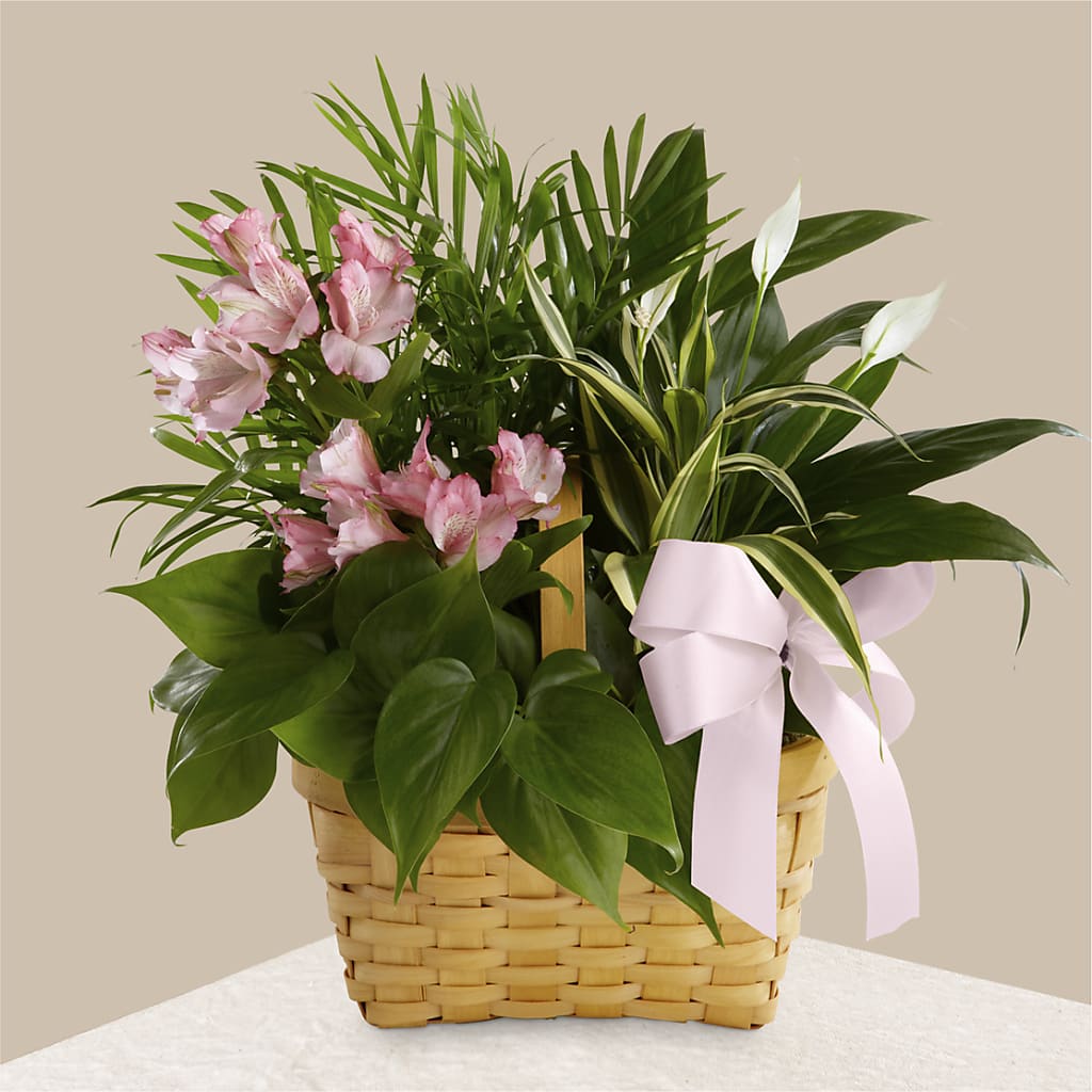 Living Spirit Dishgarden – Luxe Arrangements, Agawam MA