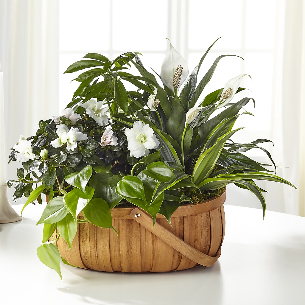 Serene Dishgarden – Luxe Arrangements, Agawam MA