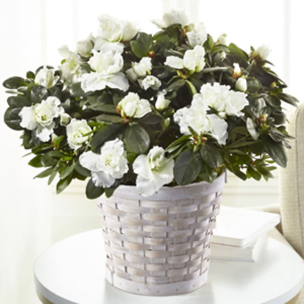 White Azalea Plant – Luxe Arrangements, Agawam MA