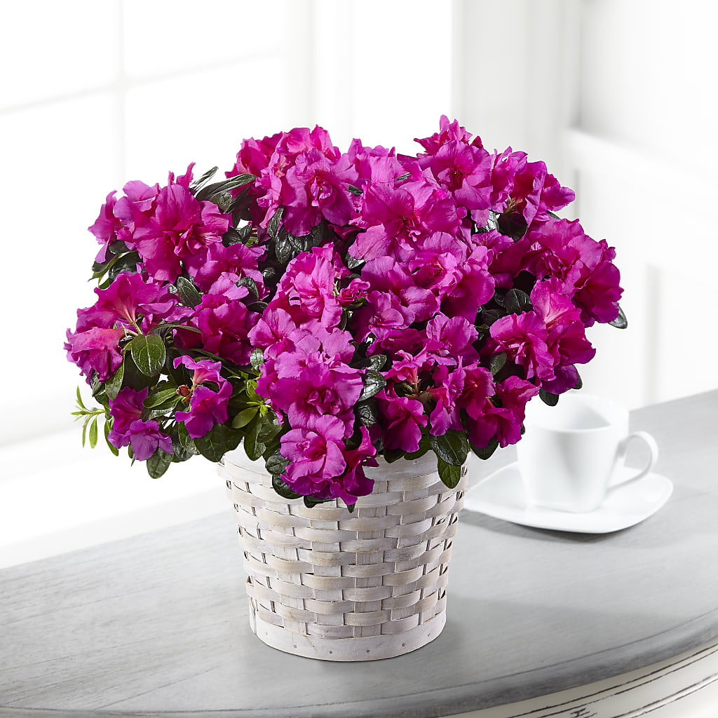Hope & Serenity Azalea Plant – Luxe Arrangements, Agawam MA