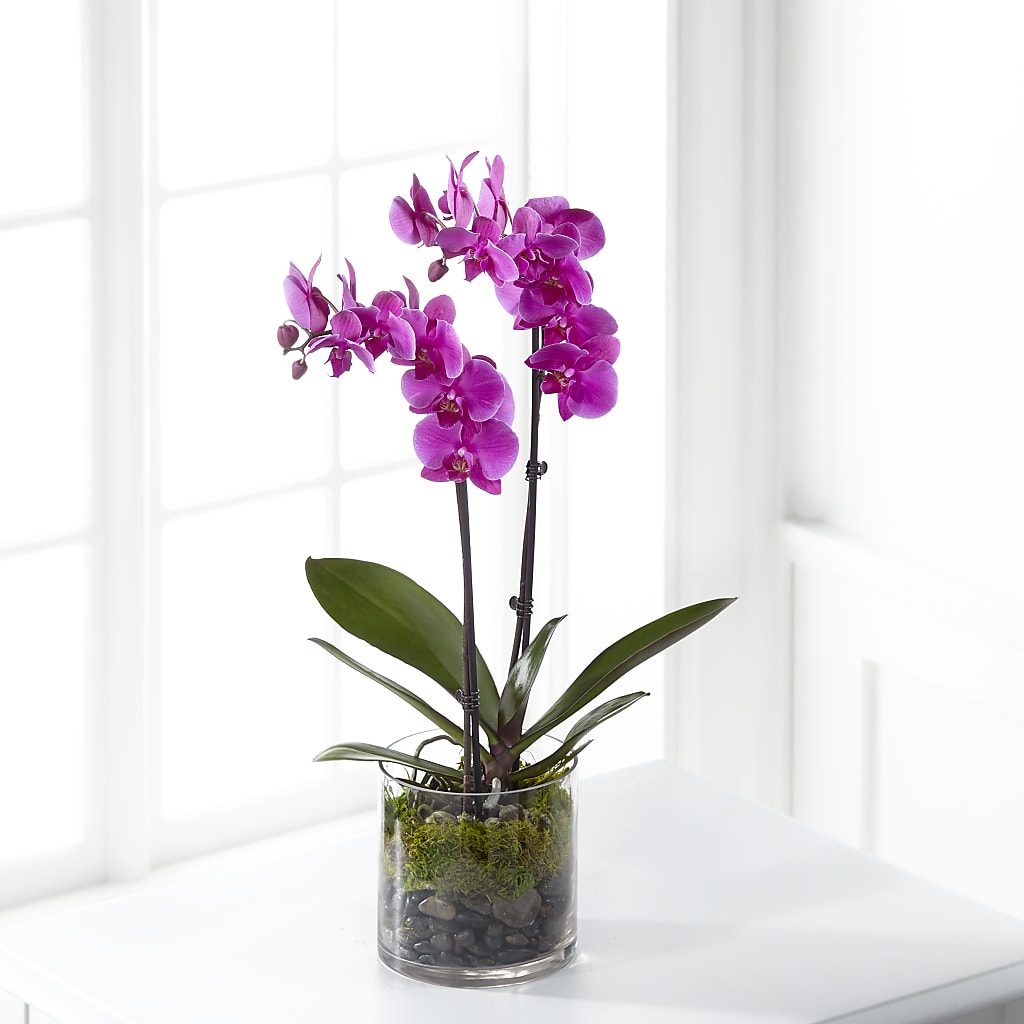 Pink Orchid Plant – Luxe Arrangements, Agawam MA