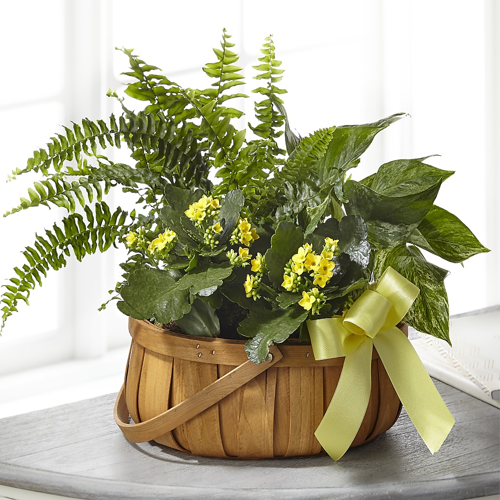 Always Dear Dishgarden – Luxe Arrangements, Agawam MA