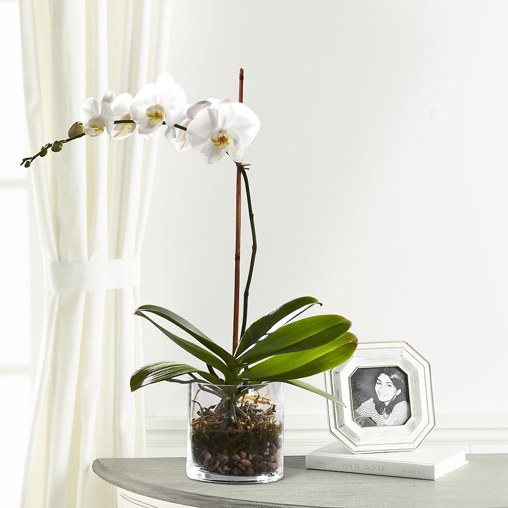 White Orchid Planter – Luxe Arrangements, Agawam MA