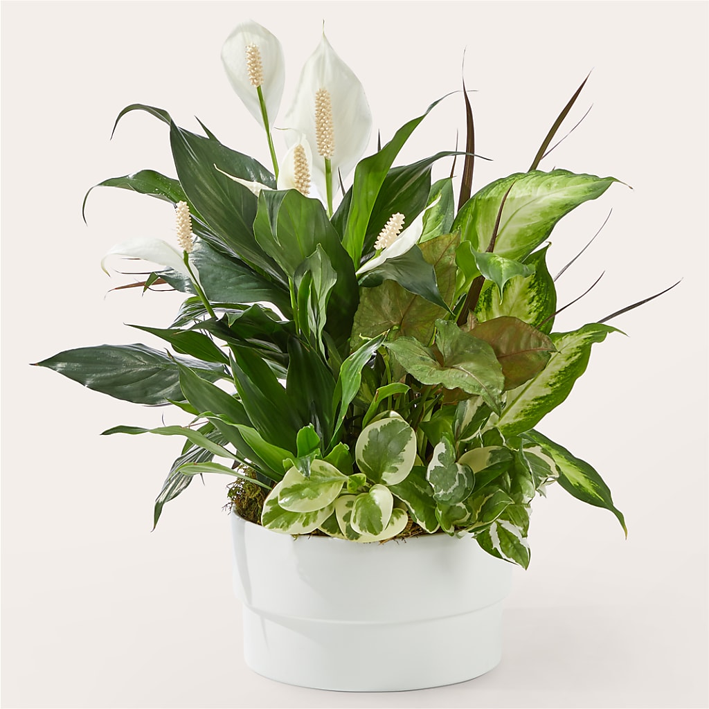 Radiating Positivity Dishgarden – Luxe Arrangements, Agawam MA