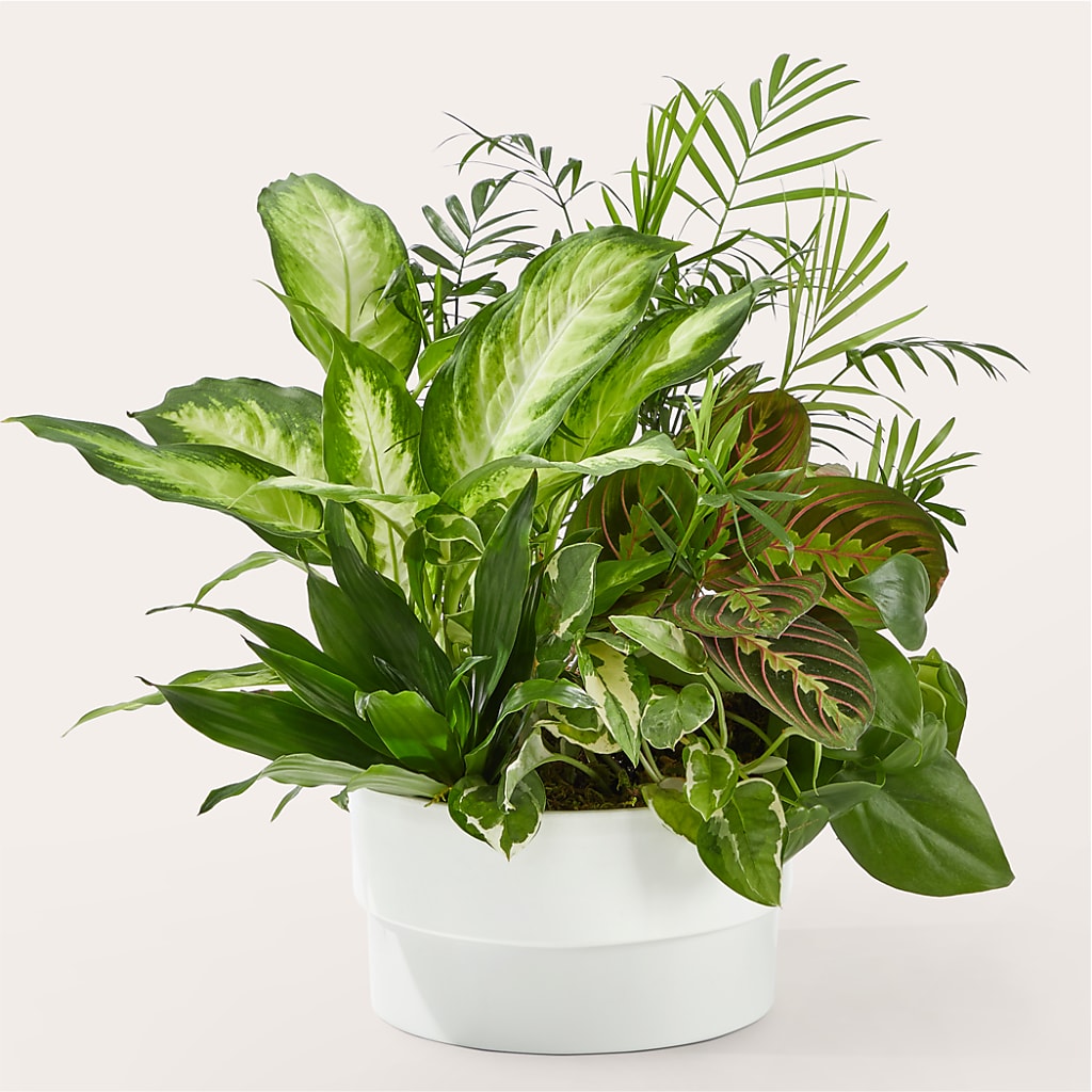 Radiating Positivity Dishgarden – Luxe Arrangements, Agawam MA