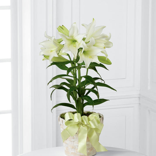 Easter Lily Plant –  Luxe Arrangements, Agawam MA