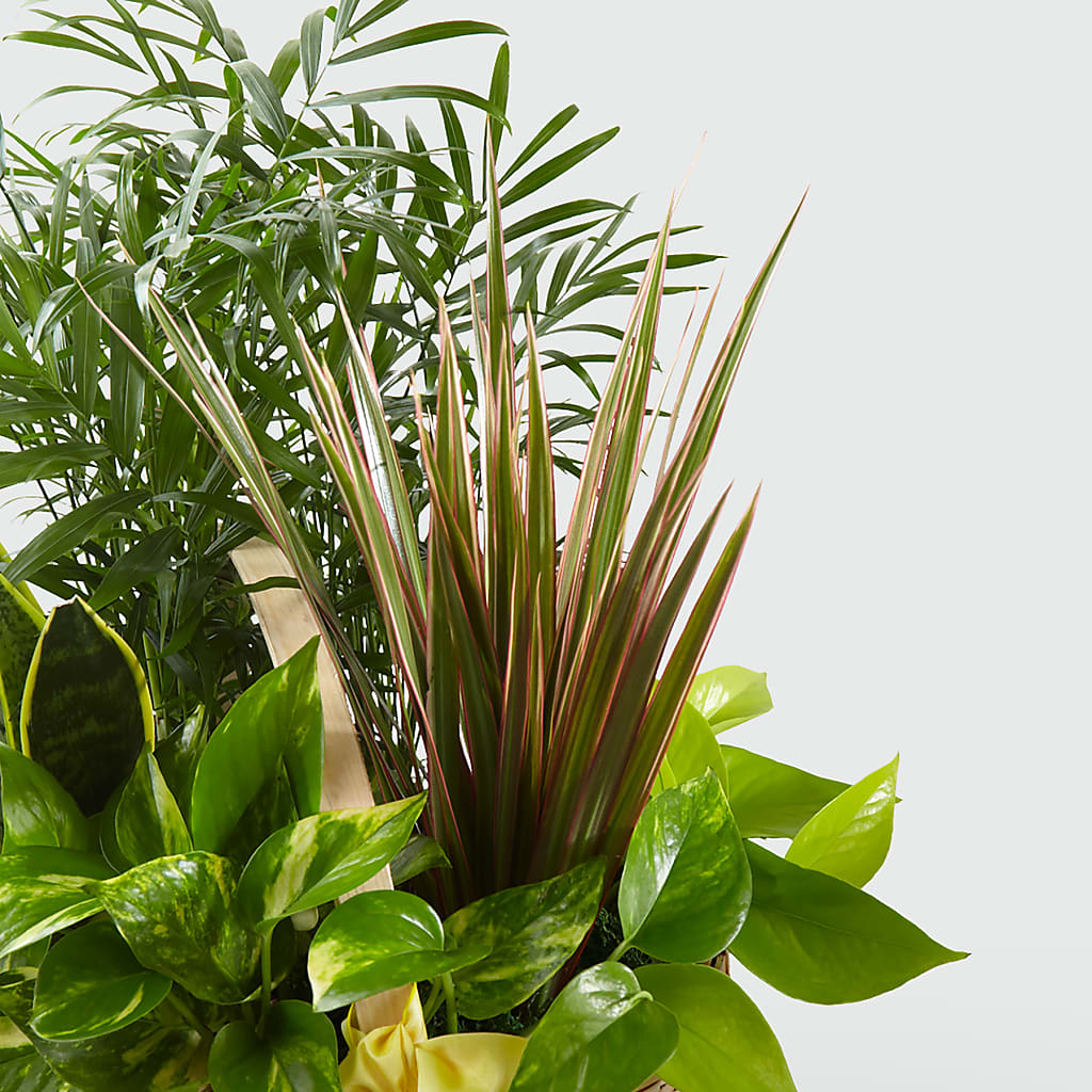 French Garden –  Luxe Arrangements, Agawam MA