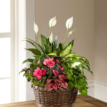 Dream in Pink Dishgarden –  Luxe Arrangements, Agawam MA