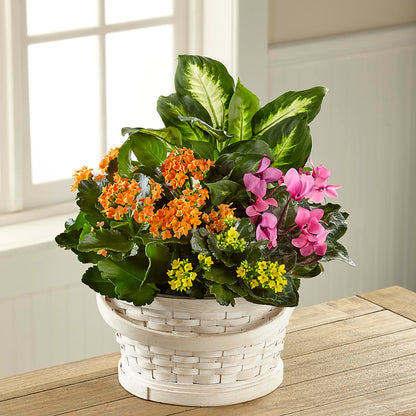 Color Crush Dishgarden –  Luxe Arrangements, Agawam MA