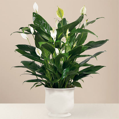 Comfort Planter –  Luxe Arrangements, Agawam MA