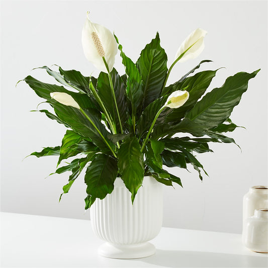 Comfort Planter –  Luxe Arrangements, Agawam MA