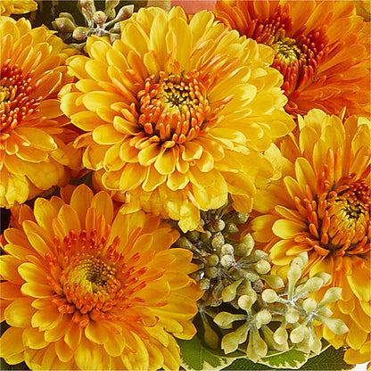 Peachy Pumpkin –  Luxe Arrangements, Agawam MA