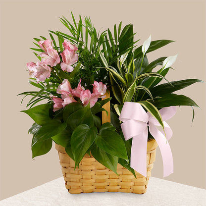 Living Spirit Dishgarden –  Luxe Arrangements, Agawam MA