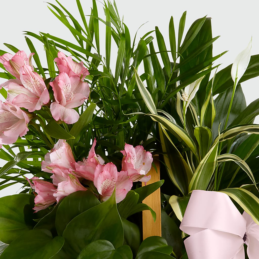Living Spirit Dishgarden –  Luxe Arrangements, Agawam MA