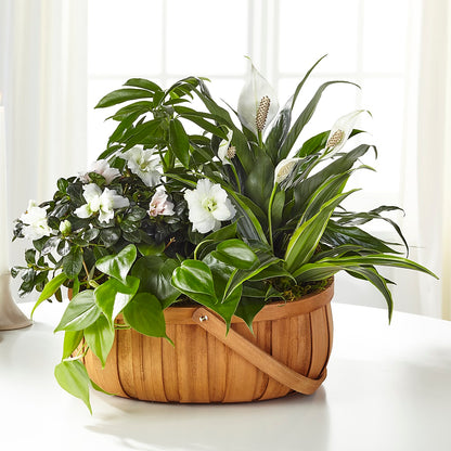 Serene Dishgarden –  Luxe Arrangements, Agawam MA