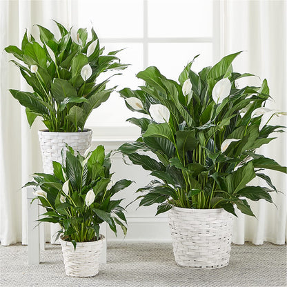 A New Leaf Peace Lily –  Luxe Arrangements, Agawam MA