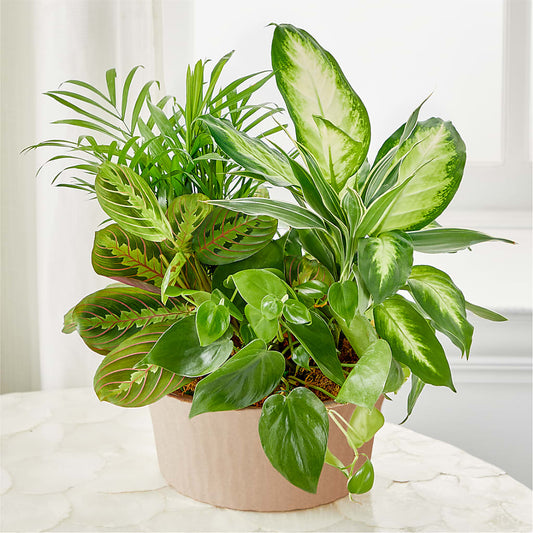 Balance & Harmony Dishgarden –  Luxe Arrangements, Agawam MA