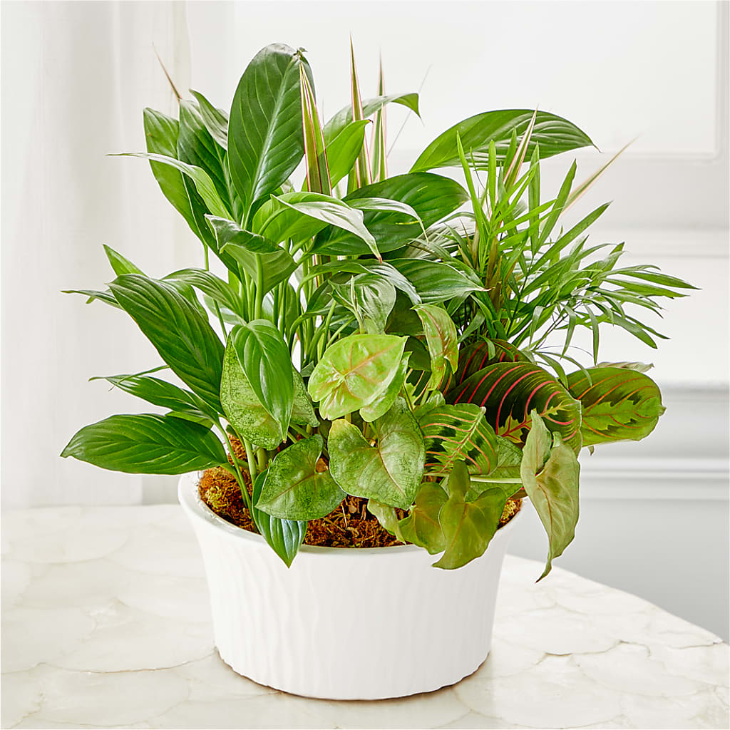 Balance & Harmony Dishgarden –  Luxe Arrangements, Agawam MA