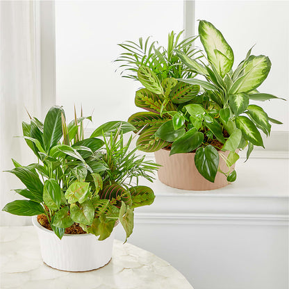 Balance & Harmony Dishgarden –  Luxe Arrangements, Agawam MA
