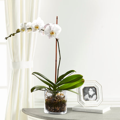 White Orchid Planter –  Luxe Arrangements, Agawam MA